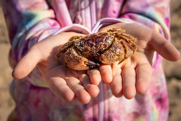 Closeup Girl Holding Crab Her Hands Beach — Stock Photo, Image