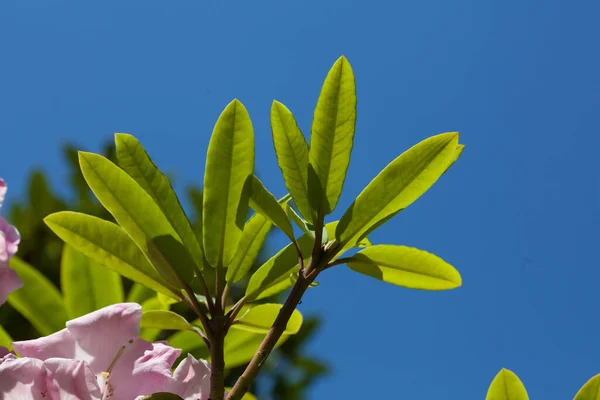 Rhododendron ใบภายใต องฟ — ภาพถ่ายสต็อก