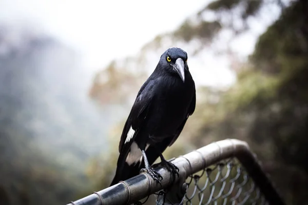 Pássaro Australiano Pied Currawong Close Extremo — Fotografia de Stock