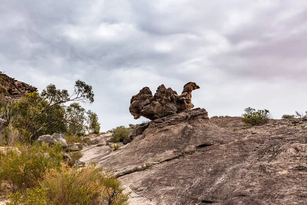 Huge Boulder Shape Camel Grampians National Park Victoria Australia — Stock Photo, Image