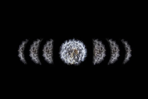 Фази Місяця Концепція Зображена Квітка Кульбаби — стокове фото