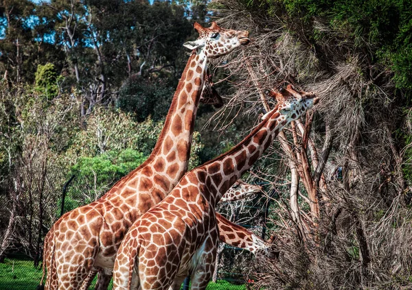 Girafes Nourrissant Acacia Ressemblant Une Créature Quatre Têtes — Photo