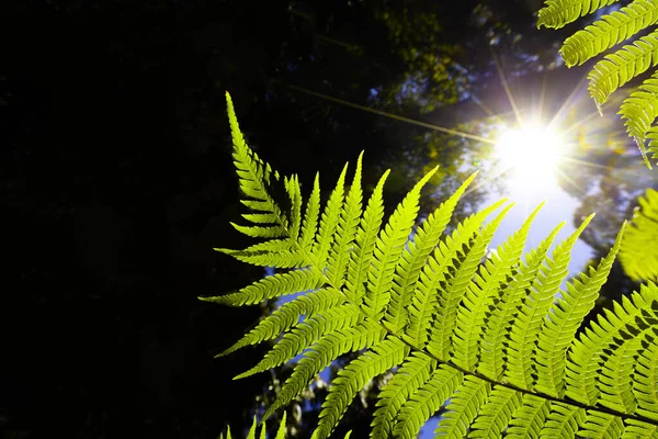 明亮的太阳光穿过绿色的蕨类带着复制的空间 绿色能源和光合作用概念 — 图库照片