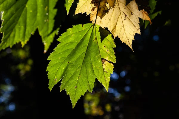 Tree Leafs Glowing Sunlight Dark Blurred Background — Stock Photo, Image