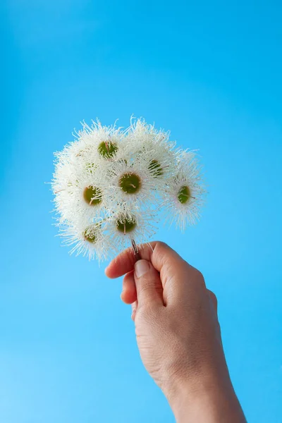 Vertical Shot Caucasian Female Hand Holding Branch Blooming Eucalyptus Flowers — Stock Photo, Image