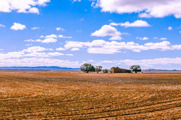 Поле Старовинні Руїни Дерев Південній Австралії — стокове фото