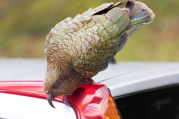 Kea Parrot Aterrizó Coche Del Turista Parque Nacional Fiordland Nueva —  Fotos de Stock