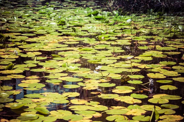 Lirios Agua Lago — Foto de Stock