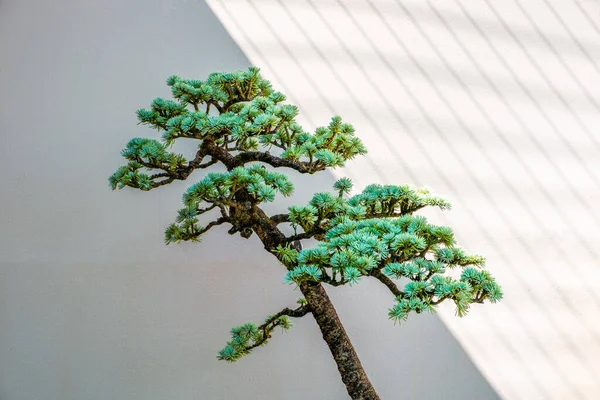 Pohon Bonsai Kecil Tumbuh Secara Diagonal Dengan Bermain Cahaya Dan — Stok Foto