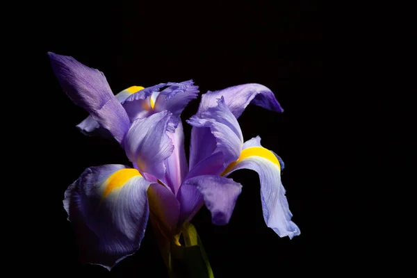 Extremo Primer Plano Cabeza Flor Del Iris Azul Púrpura Negro — Foto de Stock