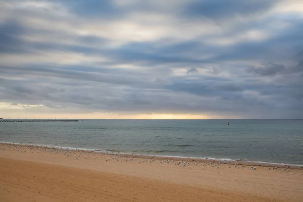 砂浜に多くのカモメと海の景色 — ストック写真