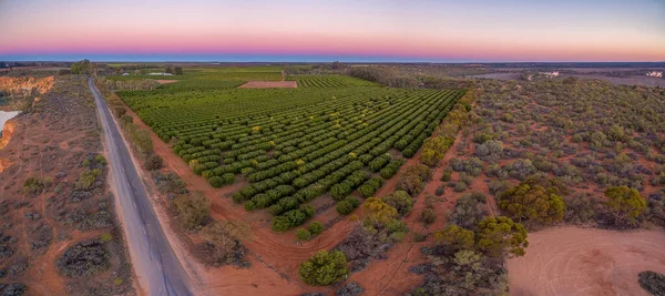 Campos Agrícolas Región Riverland Australia Meridional Atardecer Panorama Aéreo — Foto de Stock
