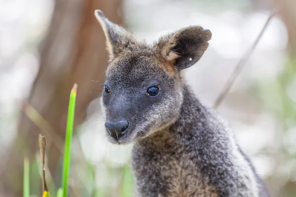 ปภาพของ Pademelon นเม องออสเตรเล Marsupial — ภาพถ่ายสต็อก