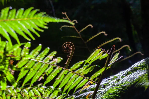 Fern Joven Primer Plano Sobre Fondo Borroso —  Fotos de Stock