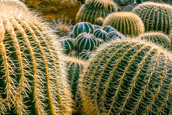 大型仙人掌的漂亮排列 沙漠刺猬 — 图库照片