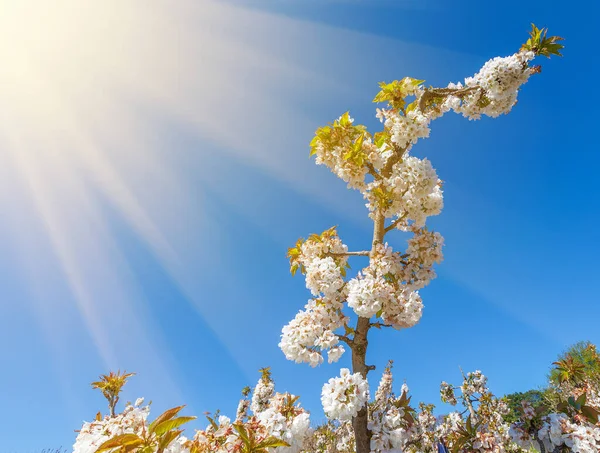 Spring Cherry Branch Blossoms White Flowers Shining Sun — Stok Foto