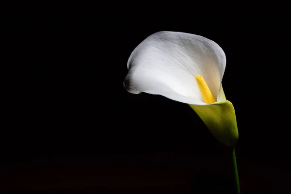 Glödande Calla Lily Isolerad Svart Med Kopieringsutrymme — Stockfoto