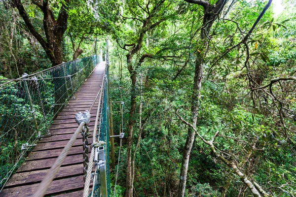 ทางเด นบนต นไม ลาม สะพานแขวนในป าฝนในคว แลนด ออสเตรเล — ภาพถ่ายสต็อก