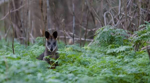 Kangguru Abu Abu Alam Liar Makan Antara Tumbuhan Asli Australia — Stok Foto