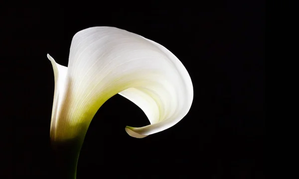 ホワイトウェーブ コピースペースで黒に隔離されたカラユリの花 — ストック写真