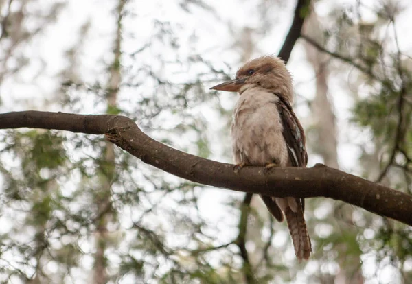 ปภาพท สวยงามของ Kookaburra นกพ นเม องออสเตรเล — ภาพถ่ายสต็อก