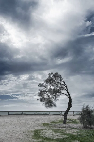 Παράκτια Δέντρο Λυγισμένα Ισχυρό Άνεμο Mornington Peninsula Αυστραλία — Φωτογραφία Αρχείου