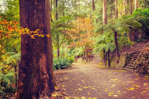 Voetpad Kruising Een Tropisch Bos Fall Melbourne Australië — Stockfoto