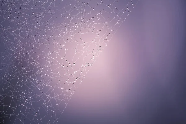 Extremo Close Teia Aranhas Com Gotas Água Sobre Ele — Fotografia de Stock