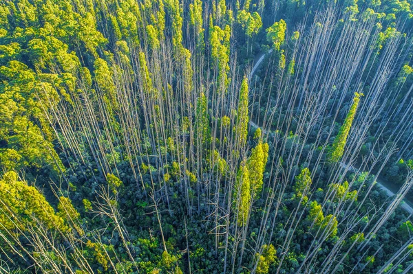 Wysokie Gołe Drzewa Eukaliptusowe Odzyskujące Siły Pożarze Krzaków Widok Lotu — Zdjęcie stockowe