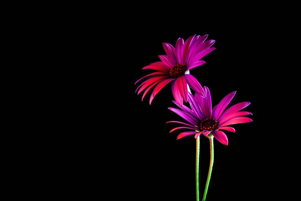 Zwei Schöne Gänseblümchen Leuchten Lebhaft Dunkeln Mit Kopierraum — Stockfoto