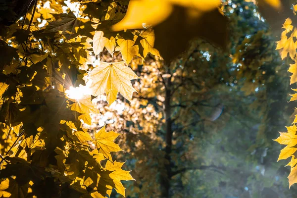 黄枫叶中闪耀着阳光 焦点浅薄 秋天的心情 — 图库照片