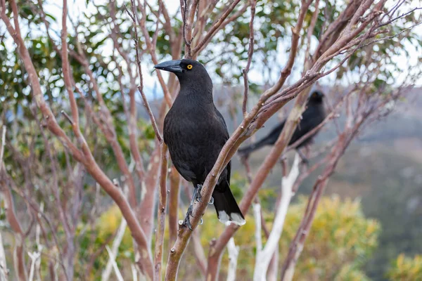 Potret Currawong Hitam Burung Tasmania Asli Taman Nasional Gunung Cradle — Stok Foto