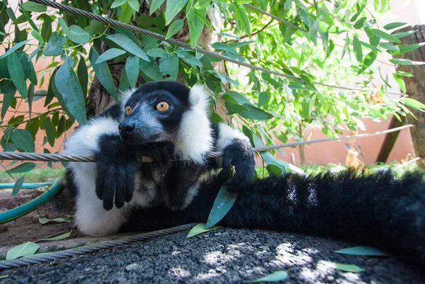 Zwart Met Witte Ruffed Maki Close — Stockfoto