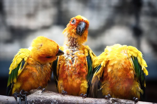 Три Попугая Sun Conure Сидят Отрубях Общаются Друг Другом — стоковое фото