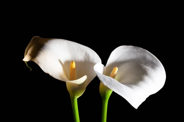 Two white Calla lilies on black background - top view