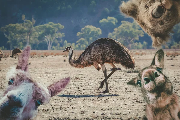 Collage of animals living in Australia - emu, koala, kangaroo,  and alpaca with funny facial expressions