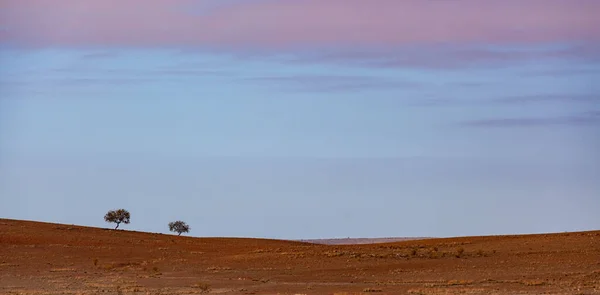 ミニマリストの風景 日の出に赤い土不毛の土地で成長する2本の木 — ストック写真