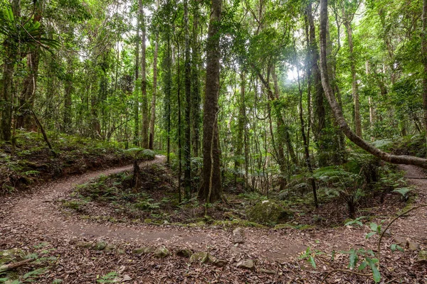 Queensland Avustralya Daki Ilıman Yağmur Ormanlarında Patika Kıvrılır — Stok fotoğraf