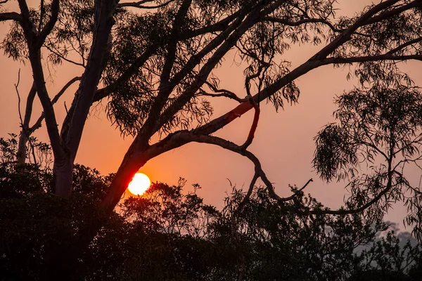 Sol Vermelho Brilhando Através Goma Árvore Silhueta Closeup — Fotografia de Stock