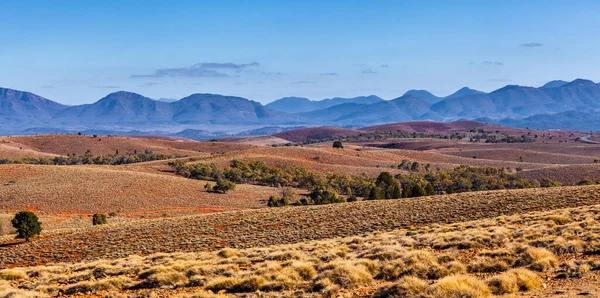 南オーストラリア州フリンダーズ山脈のオレンジ色の丘陵地帯の希少植物のパノラマ風景 — ストック写真