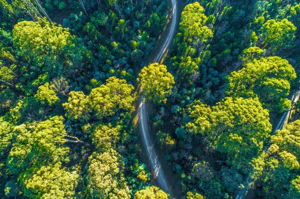 Estrada Cascalho Sinuosa Através Floresta Eucalipto Nascer Sol Vista Aérea — Fotografia de Stock