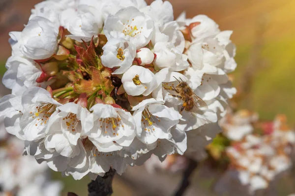 Primavera Fiore Ciliegio Bianco Ape Con Sole Splendente Macro Primo — Foto Stock