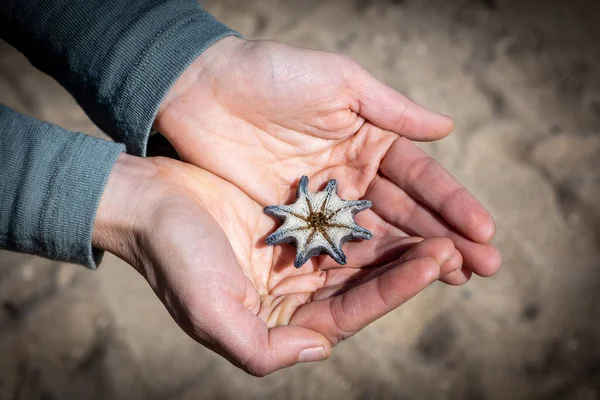 Feminino Copa Mãos Segurando Oito Estrelas Mar Pernas — Fotografia de Stock