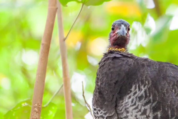 영국식 칠면조 Australian Bird Closeup — 스톡 사진