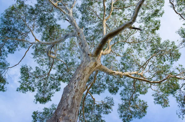 Canopy Pohon Eucalyptus Besar Australia Melihat Langit — Stok Foto