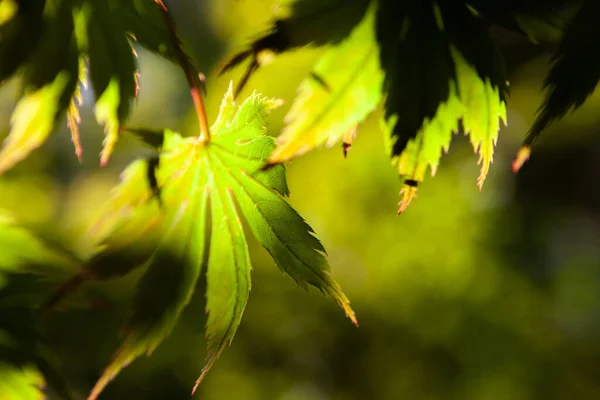 Podzimní Konceptuální Pozadí Sluneční Svit Javorovými Listy — Stock fotografie