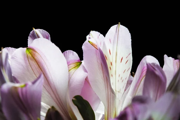 Lirio Peruano Lirio Los Incas Hermosos Pétalos Flores Primer Plano — Foto de Stock