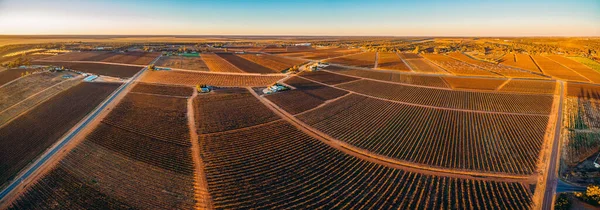 Paisagem Panorâmica Aérea Vinhas Inverno Riverland Austrália Sul — Fotografia de Stock