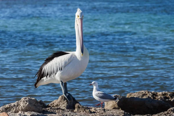 Australisk Pelikan Och Mås Stranden — Stockfoto