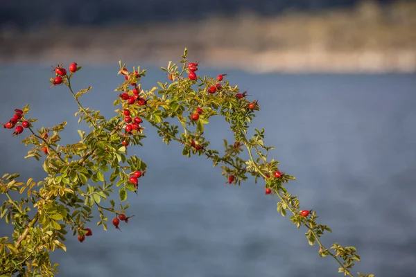 Branch Sweet Briar Blurred Background — Stock Photo, Image